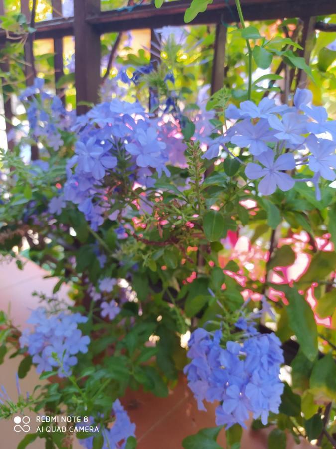 My Little House - Appartamento Con Patio E Parcheggio Privato A 5 Minuti Dalla Spiaggia E Dal Centro トロペーア エクステリア 写真