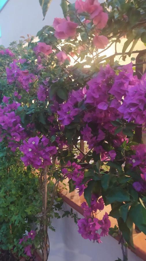 My Little House - Appartamento Con Patio E Parcheggio Privato A 5 Minuti Dalla Spiaggia E Dal Centro トロペーア エクステリア 写真