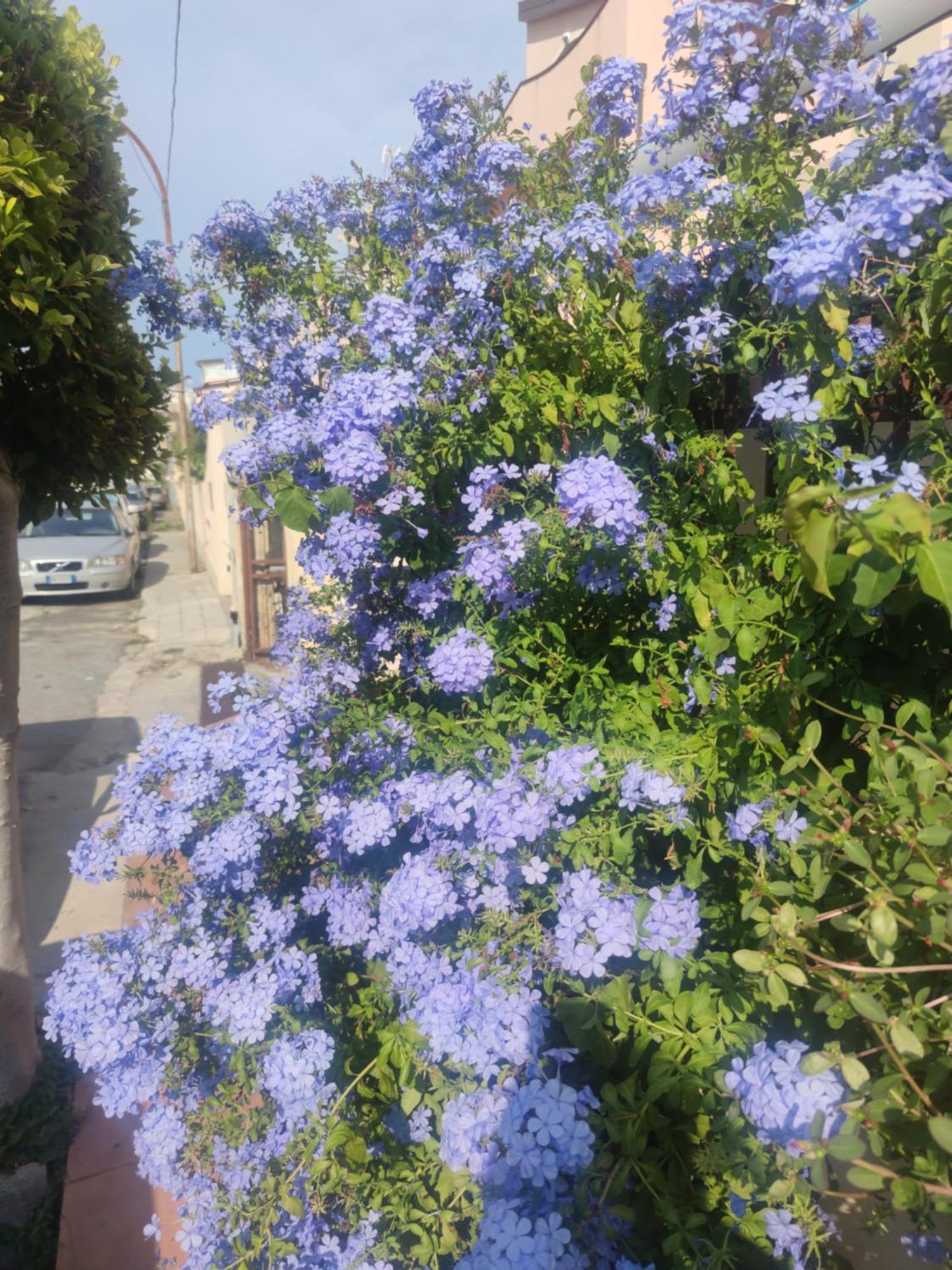 My Little House - Appartamento Con Patio E Parcheggio Privato A 5 Minuti Dalla Spiaggia E Dal Centro トロペーア エクステリア 写真