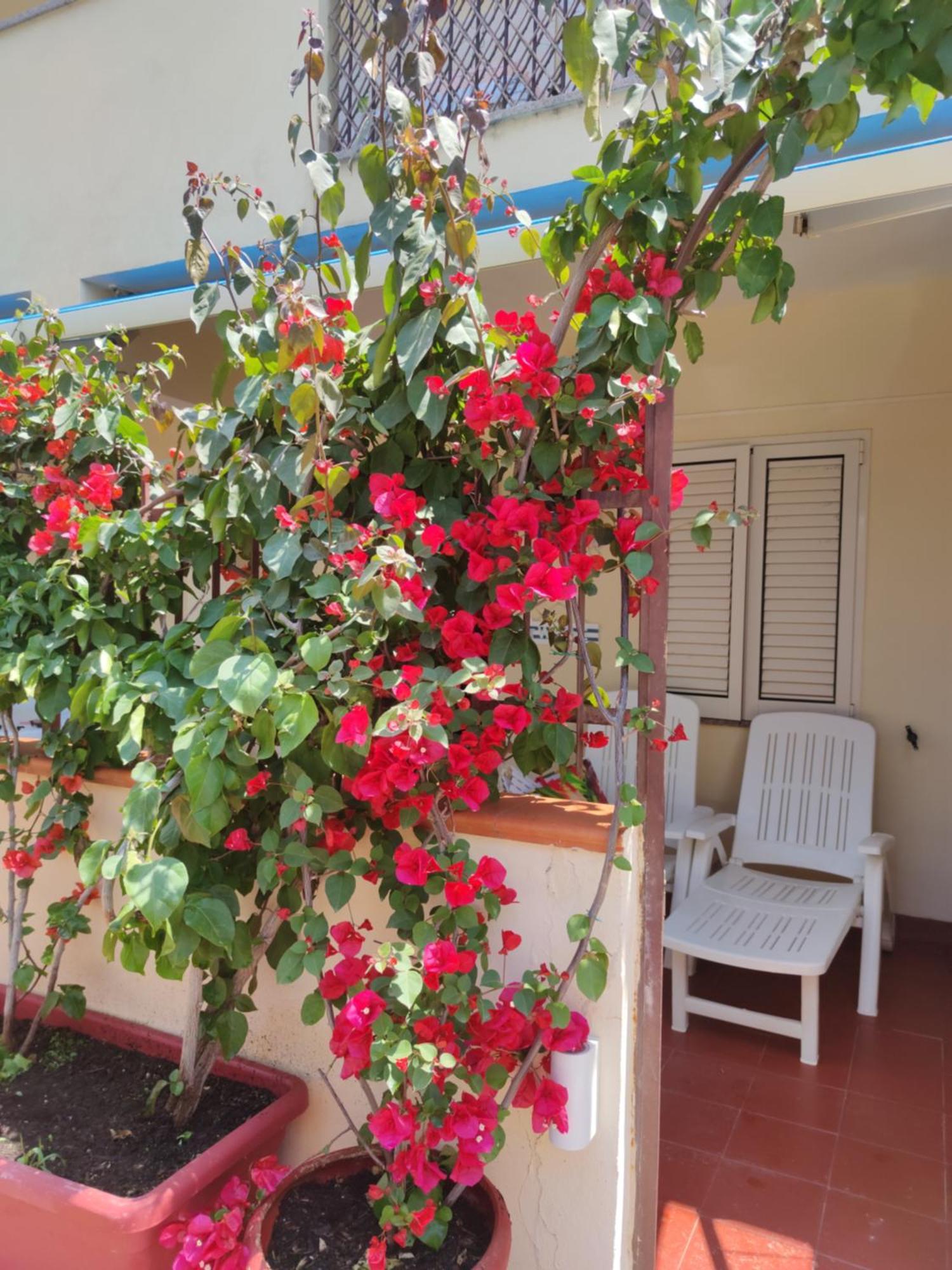 My Little House - Appartamento Con Patio E Parcheggio Privato A 5 Minuti Dalla Spiaggia E Dal Centro トロペーア エクステリア 写真